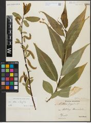 Foto von Salix alba L. x Salix fragilis L.